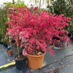 Bršlen krídlatý (Euonymus Alatus) - výška 230-250 cm, kont. C70L - VIACKMENNÝ